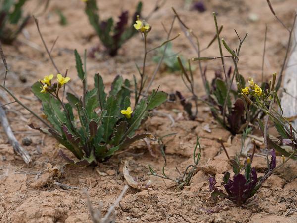 <h3><a href="/trips/ebro/biota/plantae/tracheophyta/magnoliopsida/brassicales/brassicaceae/diplotaxis muralis/diplotaxis muralis-nl.html">Diplotaxis&nbsp;muralis</a> / Annual&nbsp;wall‑rocket / Kleine&nbsp;zandkool</h3>OM-1 met OLYMPUS M.40-150mm F2.8, 1/2000 sec  bij F5.6, ISO 800, afstand 1.685&nbsp;m